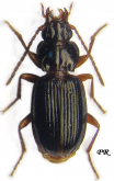 Trechus (Trechus) amplicollis Fairmaire, 1859