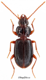 Trechus (Trechus) amplicollis Fairmaire, 1859h: CXIIX