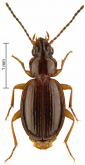 Trechus (Trechus) dongulaensis Schmidt, 2009