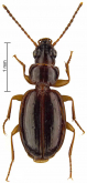 Trechus (Trechus) glabratus Schmidt, 2009