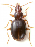 Trechus (Trechus) humboldti Vandyke, 1945