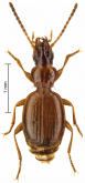 Trechus (Trechus) muguensis Schmidt, 2009