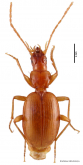Trechus (Trechus) picoensis Machado, 1988: 2