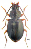 Trechus (Trechus) pseudomontanellus Rizun, 1994