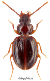 Trechus (Trechus) pulchellus pulchellus Putzeys, 1846