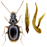 Trechus rotundipennis (as Trechisibus longipenis Allegro & Giachino, 2016)