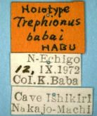 Trephionus babai Habu, 1978a: 404