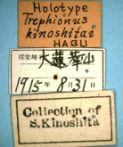 Trephionus kinoshitai Habu, 1954e: 270