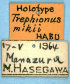 Trephionus mikii Habu, 1966: 185