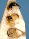 Trephionus shibataianus Habu, 1978: 405