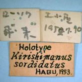 Trephionus sordidatus (Habu, 1954) (Label)