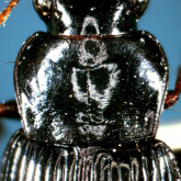 Trichotichnus (Bellogenus) miyakei Habu, 1980