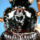 Trichotichnus (Bellogenus) sugimotoi Habu, 1975e: 74