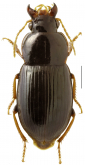 Trichotichnus (Iridessus) tonklii Kirschenhofer, 1992b: 39