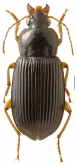 Trichotichnus (Parairidessus) perforatus Kataev, 2020