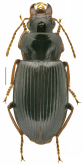 Trichotichnus (Trichotichnus) anthracinus Landin, 1955