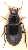 Trichotichnus (Trichotichnus) anthracinus Landin, 1955