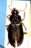 Trichotichnus (Trichotichnus) coruscus (as sachalinensis)