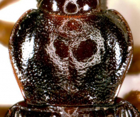 Trichotichnus (Trichotichnus) coruscus (Tschitscherine, 1895)