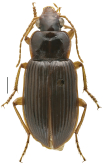 Trichotichnus (Trichotichnus) doiinthanonensis N.Ito, 1997