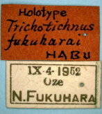 Trichotichnus (Trichotichnus) fukuharai Habu, 1957