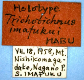 Trichotichnus (Trichotichnus) imafukui Habu, 1961