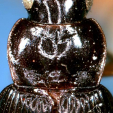 Trichotichnus (Trichotichnus) kobayashie Habu, 1957b: 66 EA: JA