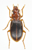 Trichotichnus (Trichotichnus) longitarsis A. Morawitz, 1863: 65