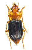 Trichotichnus (Trichotichnus) lucidus (A. Morawitz, 1863)