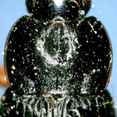 Trichotichnus (Trichotichnus) nipponicus Habu, 1961d: 137 EA: JA Tai