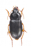 Trichotichnus (Trichotichnus) nipponicus Habu, 1961