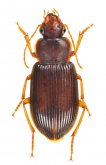 Trichotichnus (Trichotichnus) noctuabundus Habu, 1954b: 56