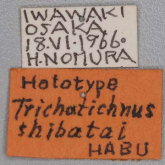 Trichotichnus (Trichotichnus) shibatai Habu, 1973: 403