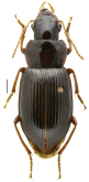 Trichotichnus (Trichotichnus) subrobustus Kataev, Hongbin & Wrase, 2022