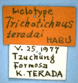 Trichotichnus (Trichotichnus) teradai Habu, 1980