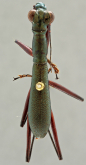 Tricondyla horni MAINDRON, 1904