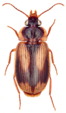Trigonothops (Phloeocarabus) semivittatus (W.J.Macleay, 1888)