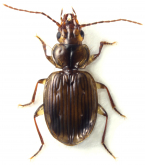 Tropidotrechus victoriae (Blackburn, 1894)