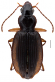Tuiplatynus sophronitis (Broun, 1908)