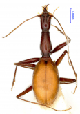 Uenotrechus nandanensis Deuve & Tian, 2010