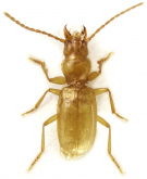Xenotrechus denticollis Barr & Krekeler, 1967