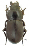 Zabrus (Pelor) spinipes Fabricius, 1798