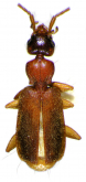 Zuphioides mexicanum (Chaudoir, 1863)