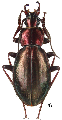 Carabus (Eotribax) eous eous Morawitz, 1889 - Carabidae