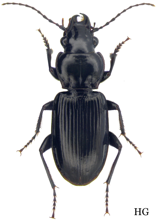 Carabidae