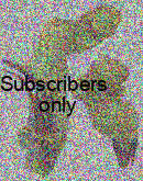 Zabrus (Aulacozabrus) distinctus Lucas, 1842 Zabrus (Aulacozabrus) distinctus Lucas, 1842