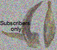 Calathus (Neocalathus) melanocephalus (Linnaeus, 1758) Calathus (Neocalathus) melanocephalus (Linnaeus, 1758)