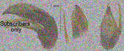 Parathlibops (Parathlibops) panayensis Bulirsch & Anichtchenko, 2018