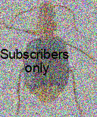 Lebia (Poecilothais) temburongensis Kirschenhofer, 2010 Lebia (Poecilothais) temburongensis Kirschenhofer, 2010