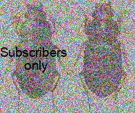 Amara (Bradytus) apricaria (Paykull, 1790) Amara (Bradytus) apricaria (Paykull, 1790)